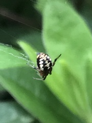 Araneus ejusmodi