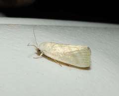 Earias paralella