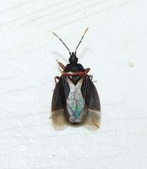 Laticlerada laticollis