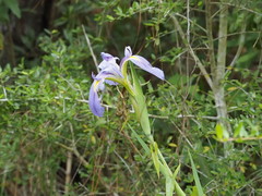 Iris giganticaerulea
