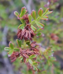Dodonaea humilis