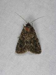 Ectopatria subrufescens