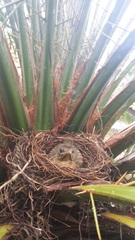 Turdus grayi
