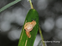Helicarionidae