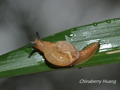 Helicarionidae