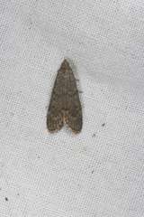 Heteromicta pachytera