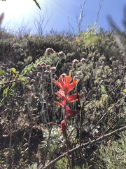 Castilleja subinclusa