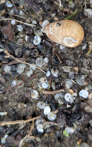 Gyraulus parvus observed 2026-09-27