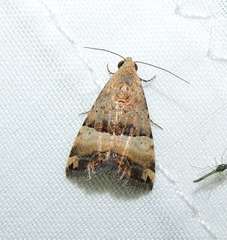 Pseudozarba orthopetes