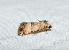 Pseudozarba orthopetes