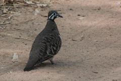 Geophaps scripta