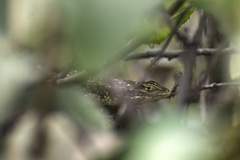 Stenocercus modestus