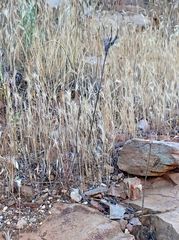 Calochortus concolor