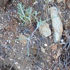 Calochortus concolor