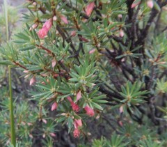 Brachyloma ericoides