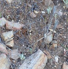 Calochortus concolor