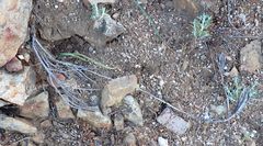 Calochortus concolor