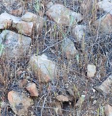 Calochortus concolor