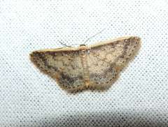 Idaea nephelota