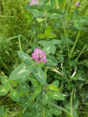 Trifolium pratense