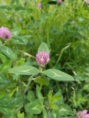 Trifolium pratense