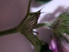 Trifolium pratense