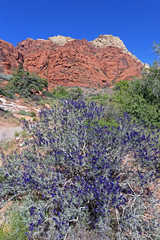 Psorothamnus arborescens