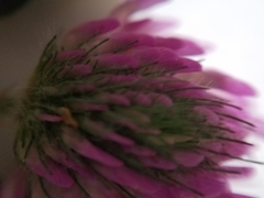 Trifolium pratense