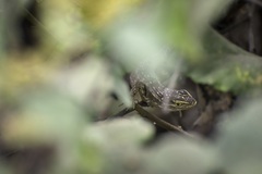 Stenocercus modestus