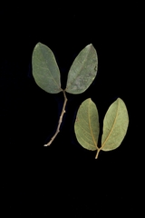 Hymenaea martiana