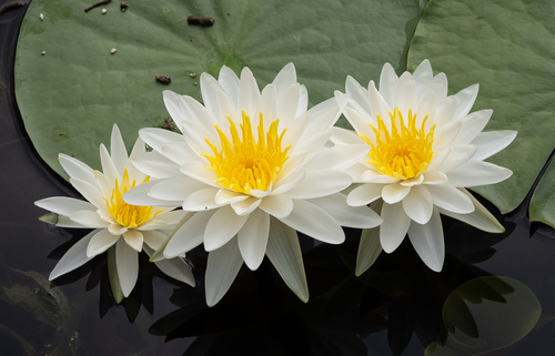 Featured image for “American white waterlily”