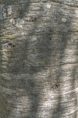Hymenaea martiana