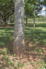 Hymenaea martiana
