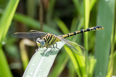 Paragomphus lineatus