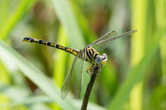 Paragomphus lineatus