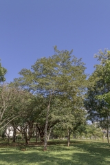 Hymenaea martiana