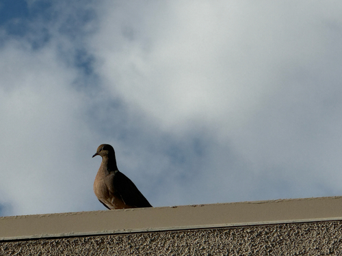 Mourning Dove