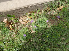 Triodanis perfoliata