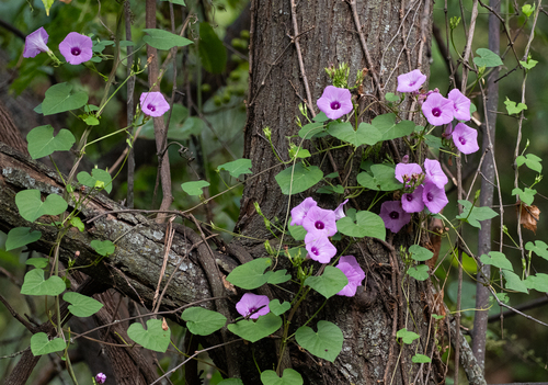 Featured image for “Tievine”