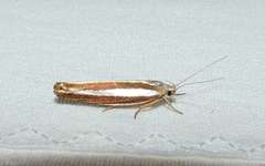 Catoryctis subparallela