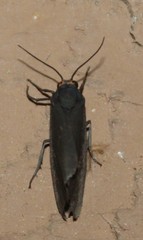 Virbia laeta