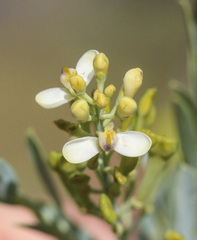 Comesperma pallidum