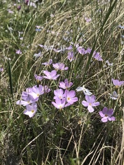 Phlox sibirica