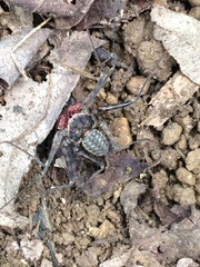 Paraphrynus laevifrons