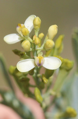 Comesperma pallidum