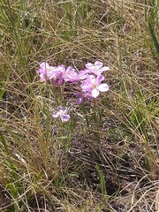 Phlox sibirica