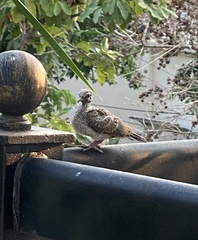 Columbidae