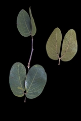 Hymenaea stigonocarpa