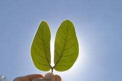 Hymenaea stigonocarpa