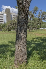 Hymenaea stigonocarpa